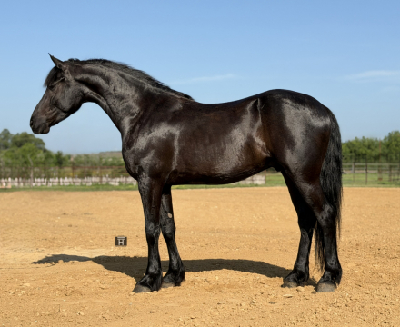 HorseID: 2301482 Panther - PhotoID: 1083533