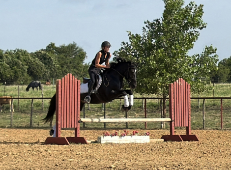 HorseID: 2301482 Panther - PhotoID: 1083534
