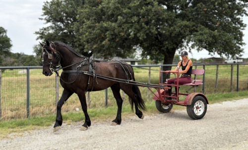 HorseID: 2301482 Panther - PhotoID: 1083535