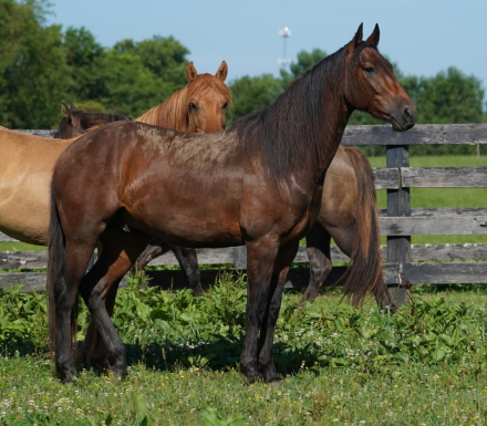 HorseID: 2301576 Espresso De Ole - PhotoID: 1102018