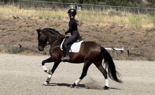 HorseID: 2301889 Treasure - PhotoID: 1083886