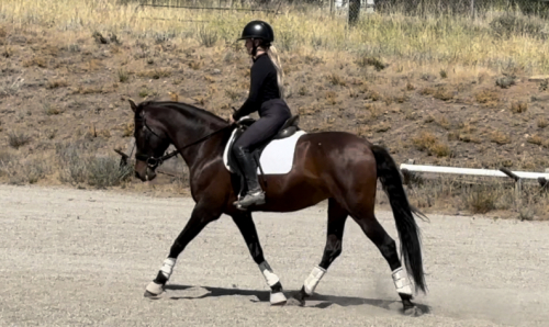 HorseID: 2301889 Treasure - PhotoID: 1083887