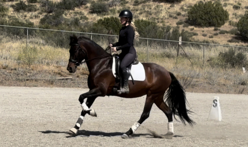 HorseID: 2301889 Treasure - PhotoID: 1083888
