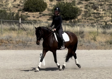 HorseID: 2301889 Treasure - PhotoID: 1083889
