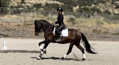 HorseID: 2301889 Treasure - PhotoID: 1093218