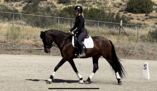 HorseID: 2301889 Treasure - PhotoID: 1093219