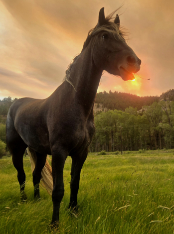 HorseID: 2302042 dePlumm's Maverick - PhotoID: 1096187