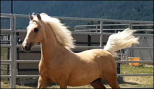 HorseID: 2302346 ATMF Turn The Page - PhotoID: 1102937