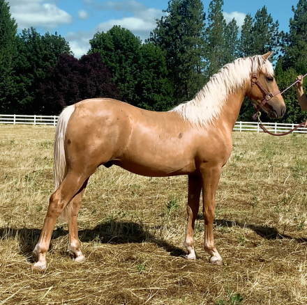 HorseID: 2302346 ATMF Turn The Page - PhotoID: 1102938