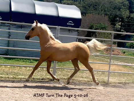 HorseID: 2302346 ATMF Turn The Page - PhotoID: 1102939