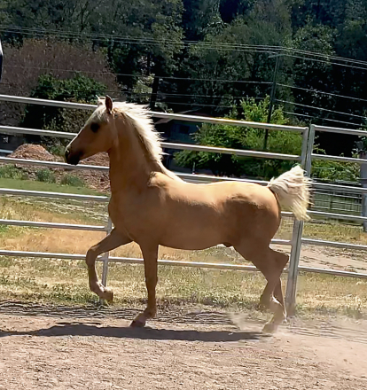 HorseID: 2302346 ATMF Turn The Page - PhotoID: 1102940