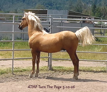 HorseID: 2302346 ATMF Turn The Page - PhotoID: 1102941