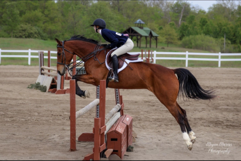 HorseID: 2302365 Paradijs - PhotoID: 1101555
