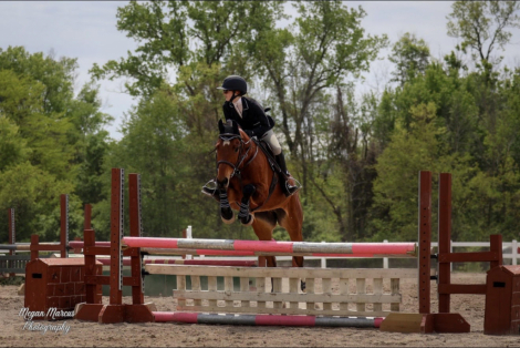 HorseID: 2302365 Paradijs - PhotoID: 1101556