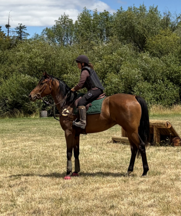 HorseID: 2302537 Number Juan - PhotoID: 1102149