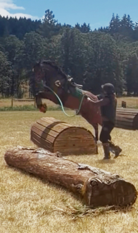 HorseID: 2302537 Number Juan - PhotoID: 1102150