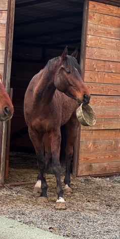 HorseID: 2302537 Number Juan - PhotoID: 1102151
