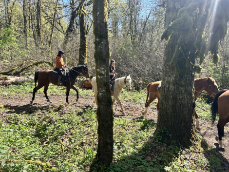 HorseID: 2302537 Number Juan - PhotoID: 1102152