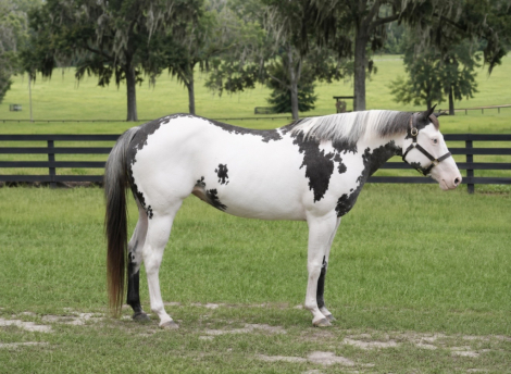HorseID: 2303130 HUSTLERS LIZZIE - PhotoID: 1098976
