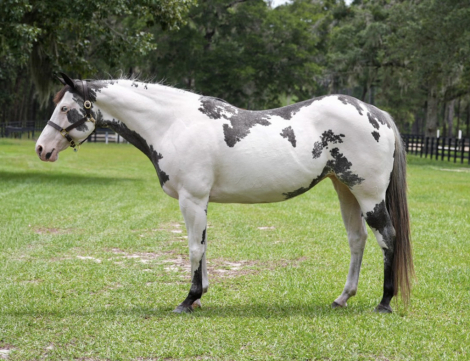 HorseID: 2303130 HUSTLERS LIZZIE - PhotoID: 1098977