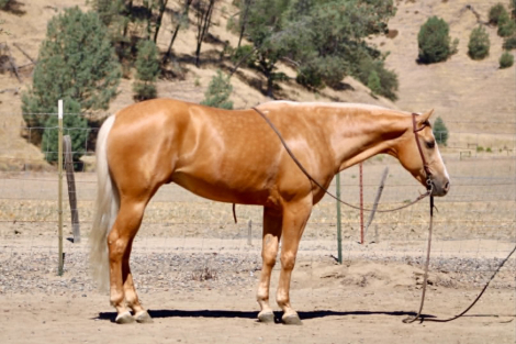 HorseID: 2303591 BLAZE - PhotoID: 1102479