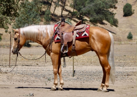 HorseID: 2303591 BLAZE - PhotoID: 1102480