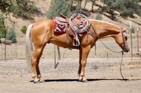 HorseID: 2303591 BLAZE - PhotoID: 1102481