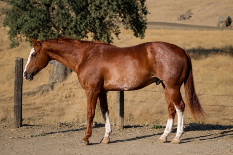 HorseID: 2303597 ROCKY - PhotoID: 1099863