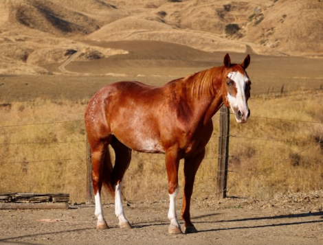 HorseID: 2303597 ROCKY - PhotoID: 1099864