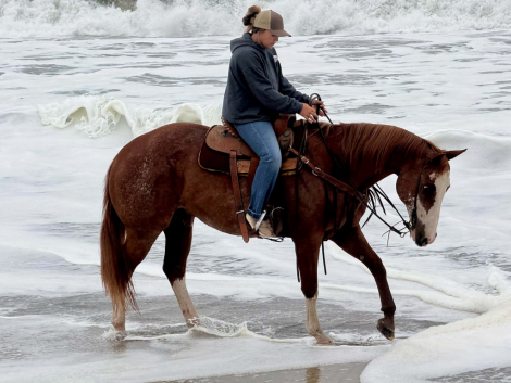HorseID: 2303597 ROCKY - PhotoID: 1099865