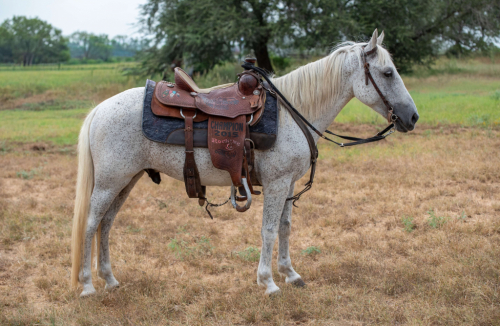 HorseID: 2304338 SMOKE - PhotoID: 1099866