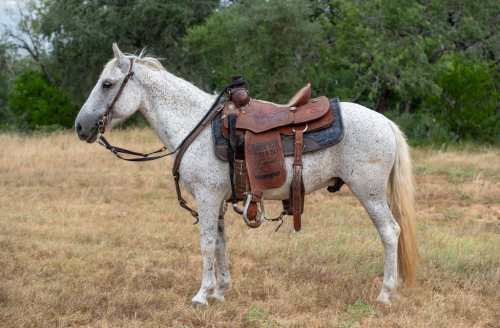 HorseID: 2304338 SMOKE - PhotoID: 1099867