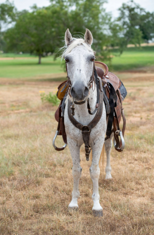 HorseID: 2304338 SMOKE - PhotoID: 1099869