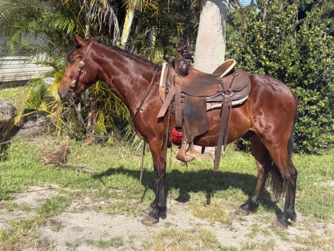 HorseID: 2304704 TATOR - PhotoID: 1102491