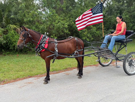 HorseID: 2304704 TATOR - PhotoID: 1102492