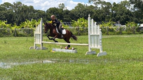 HorseID: 2304704 TATOR - PhotoID: 1102493