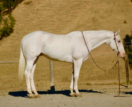 HorseID: 2304709 CHICKENPOX - PhotoID: 1098963