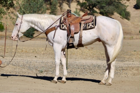 HorseID: 2304709 CHICKENPOX - PhotoID: 1098964