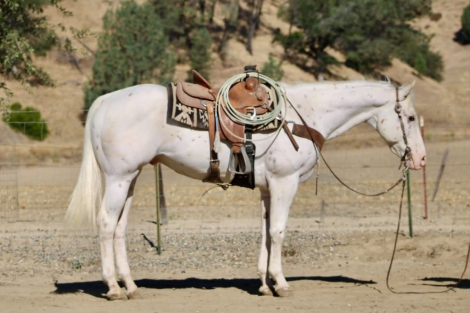 HorseID: 2304709 CHICKENPOX - PhotoID: 1098965