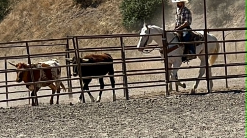 HorseID: 2304709 CHICKENPOX - PhotoID: 1098966