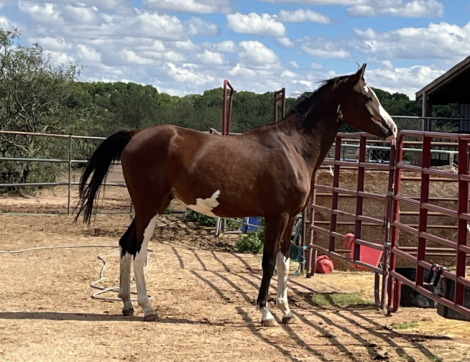 HorseID: 2304959 AMF Darqq Sky - PhotoID: 1101638