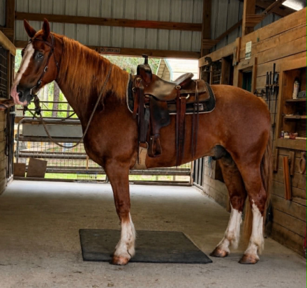 HorseID: 2305037 REMINGTON - PhotoID: 1102494