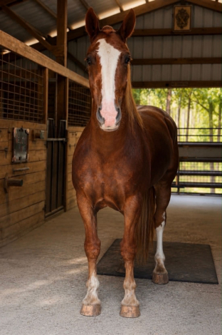 HorseID: 2305037 REMINGTON - PhotoID: 1102495