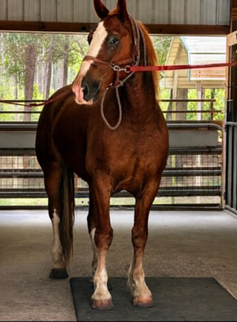 HorseID: 2305037 REMINGTON - PhotoID: 1102496