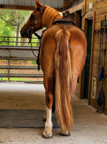 HorseID: 2305037 REMINGTON - PhotoID: 1102497