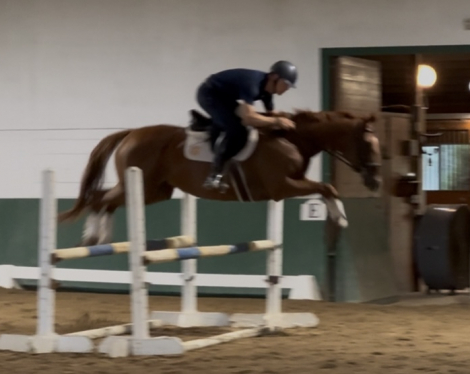 HorseID: 2305044 Arbitrary - PhotoID: 1102792