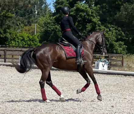 HorseID: 2305287 TVR's Artistic Design - PhotoID: 1102874