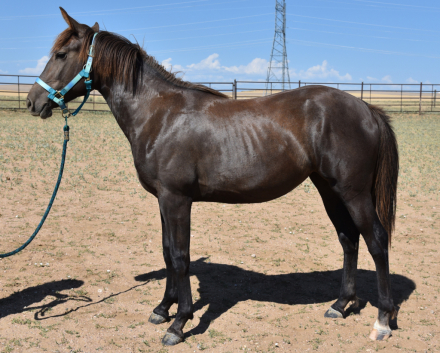 HorseID: 2305297 Limerick - PhotoID: 1102764