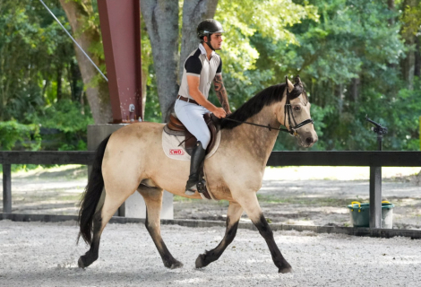 HorseID: 2305450 LUSMAGH LARRY - PhotoID: 1099630