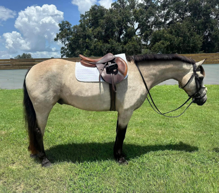 HorseID: 2305450 LUSMAGH LARRY - PhotoID: 1099632